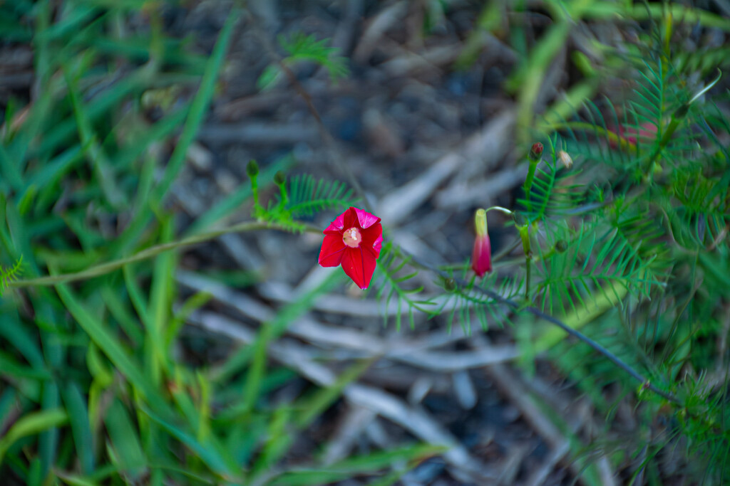 A flower of many names... by thewatersphotos