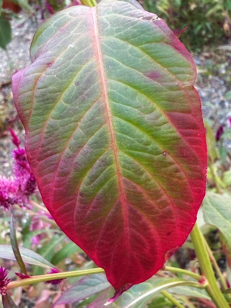 Celosia Leaf by shutterbug49