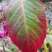 Celosia Leaf