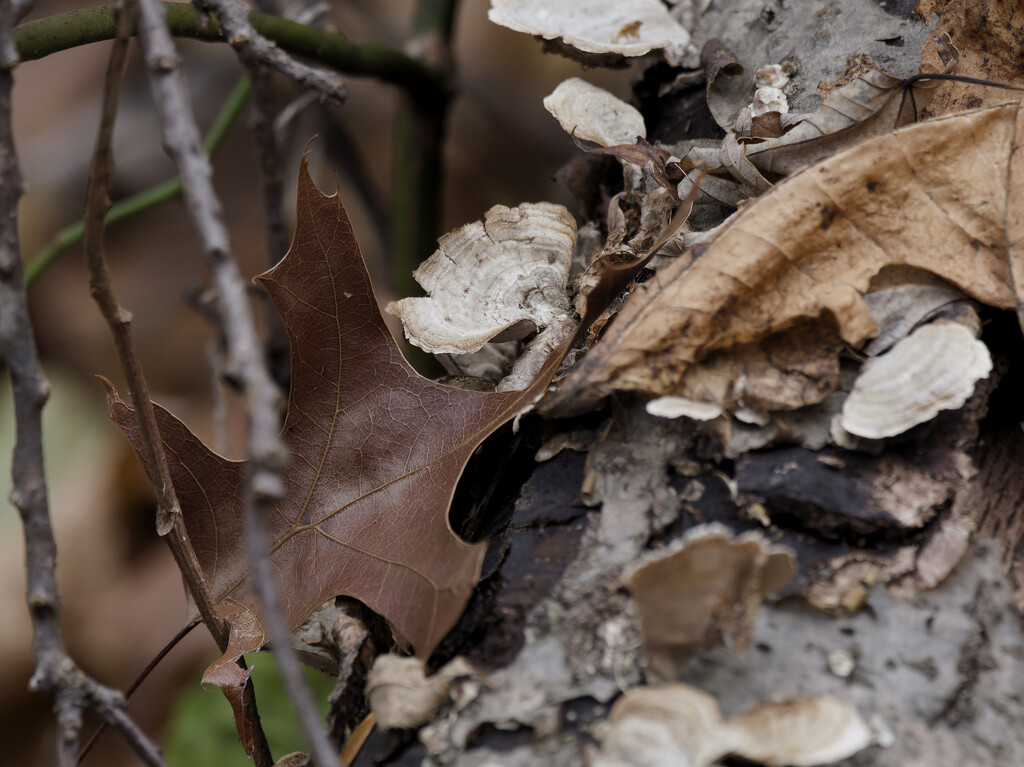 turkey tail by rminer