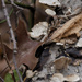 turkey tail