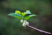 13th Nov 2024 - Spring in November