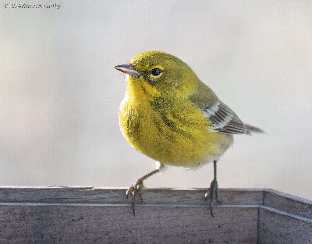 Pine Warbler surprise by mccarth1