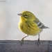 Pine Warbler surprise