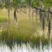 High tide marsh creek