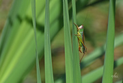 4th Oct 2024 - Blue-eyed Grasshopper