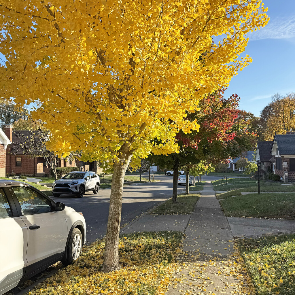 Ken & Marianne's Yellow Tree by yogiw