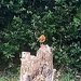 Little Robin Red Breast