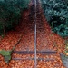 Leafy Stairs