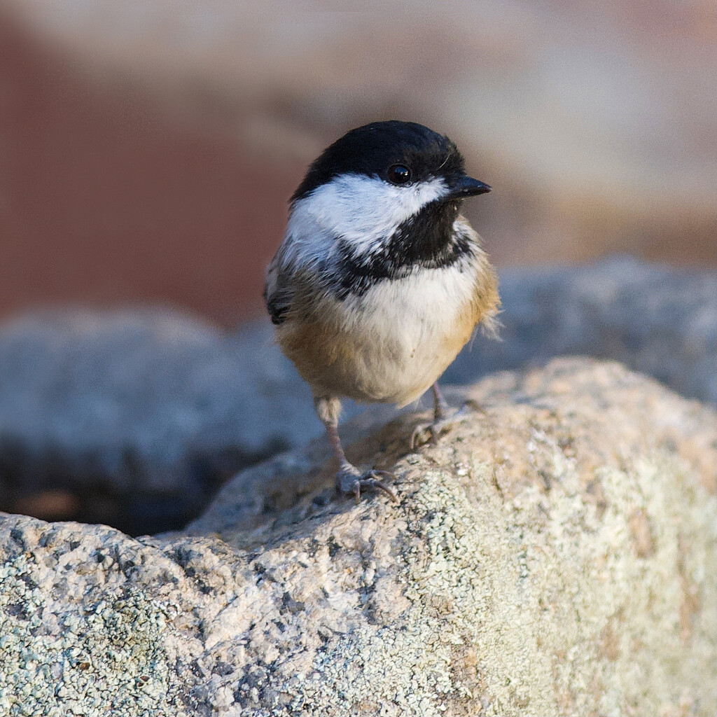 Chilly Chickadee by berelaxed