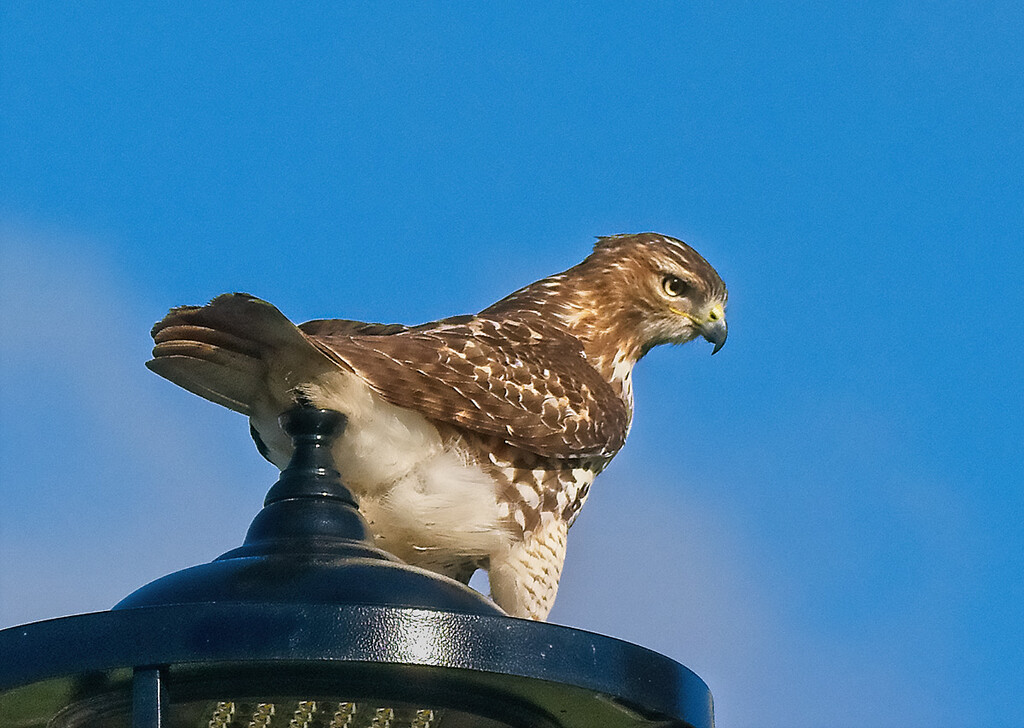 Park Hawk by gardencat