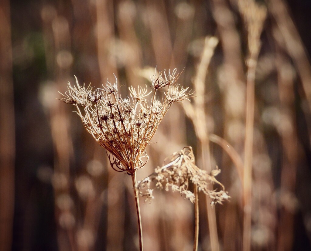 november browns… by amyk