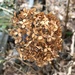 Dried Hydrangea 