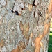 Bark