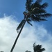 Trimming the Palm Tree