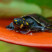  yellow-spotted river turtle release