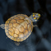  yellow-spotted river turtle