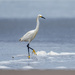 Snowy Egret