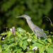 Striated Heron