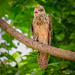 Yellow-headed Caracara