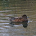 American Widgeon