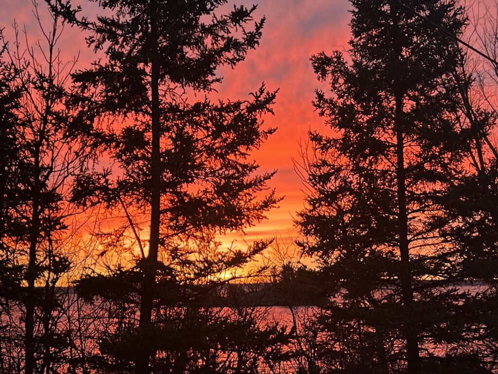 Behind the Trees by radiogirl