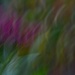 ICM garden flowers~~~~~~