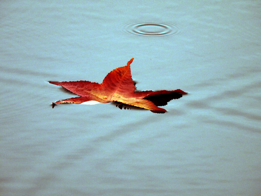 Floating Fall Leaf by seattlite
