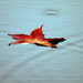 Floating Fall Leaf