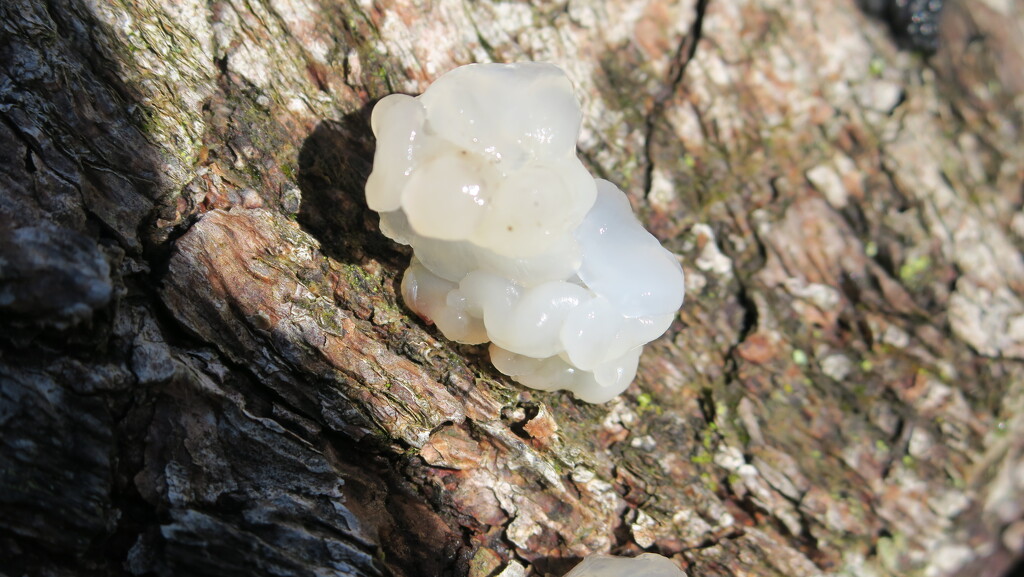 Jelly fungus? by mariadarby