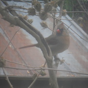 14th Nov 2024 - Outside My Window
