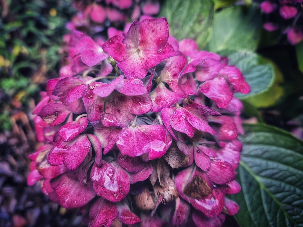 Garden in autumn - hydrangea by lettevy