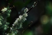 15th Nov 2024 - Lichen