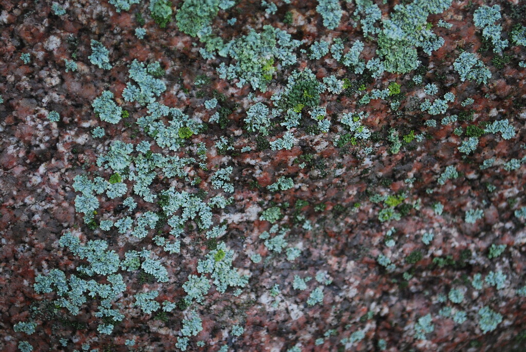 Lichen on Stone by stillmoments33