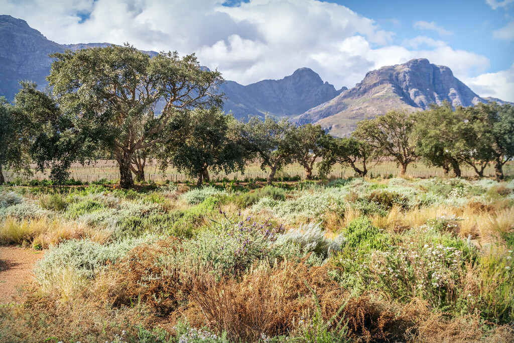 Walking in the Fijnbos by ludwigsdiana