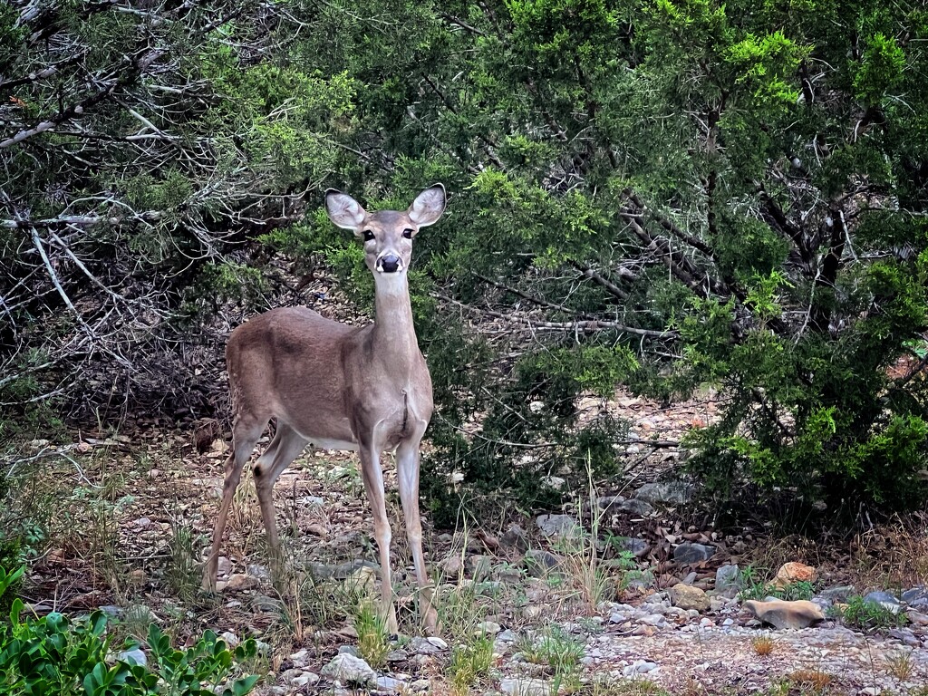 Well Hello Beautiful  by dkellogg