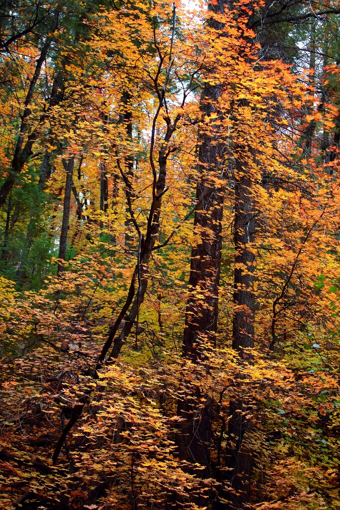 outside by blueberry1222