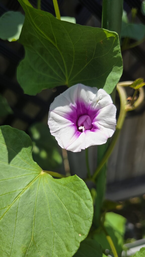 Sweet Potato Flower by leestevo