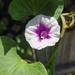 Sweet Potato Flower
