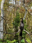 18th Nov 2024 - Cormorant