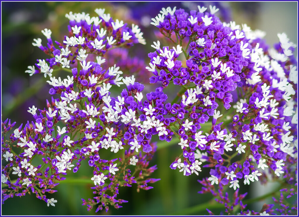 Tiny flowers within the flowers by ludwigsdiana