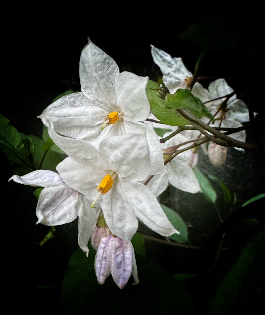 Winter Blooms  by thistle_01