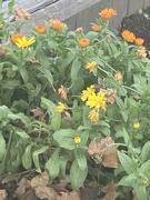 19th Nov 2024 - November Flowers