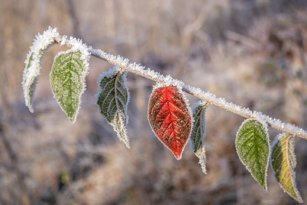The 4 seasons by helstor365