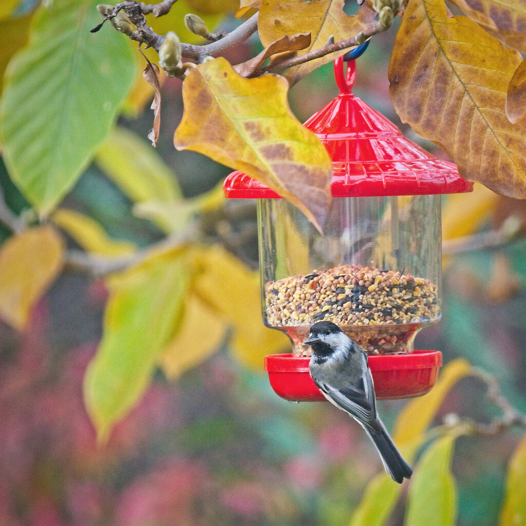The New Feeder by gardencat