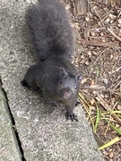 20th Nov 2024 - Did You Bring Peanuts?