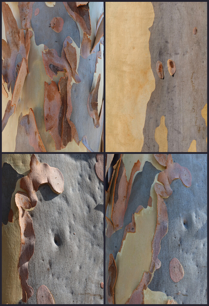 Shedding bark by leggzy