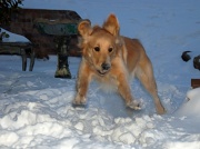 3rd Feb 2011 - dashing through the snow...