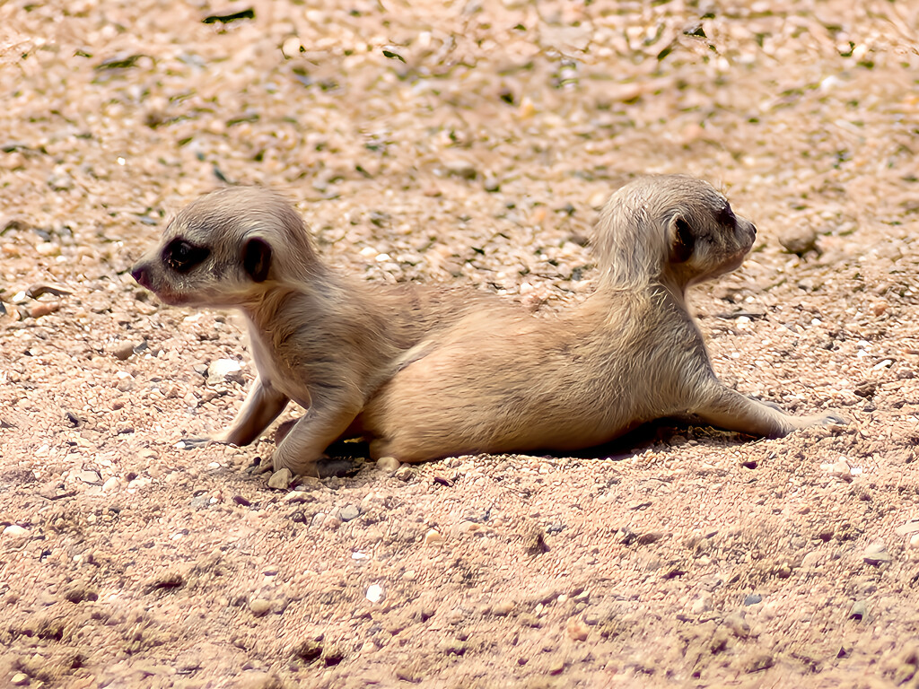 Baby meerkats by johnfalconer