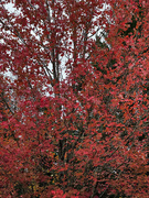 19th Nov 2024 - Reds